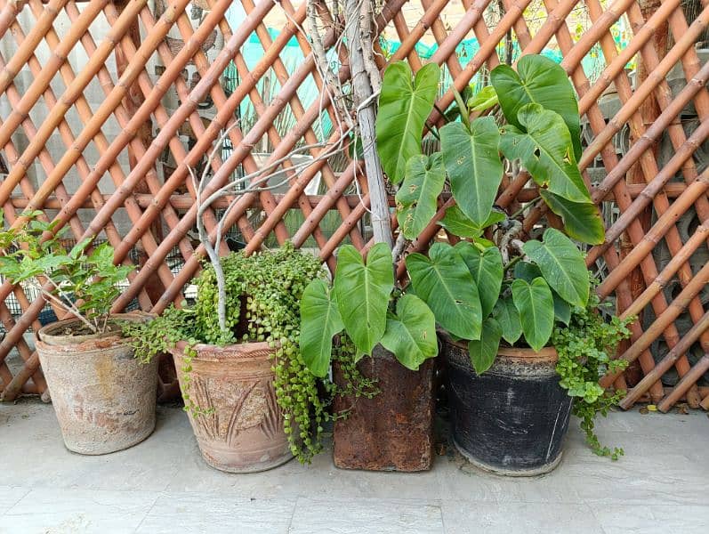 beautiful plants with pots for house decor 2