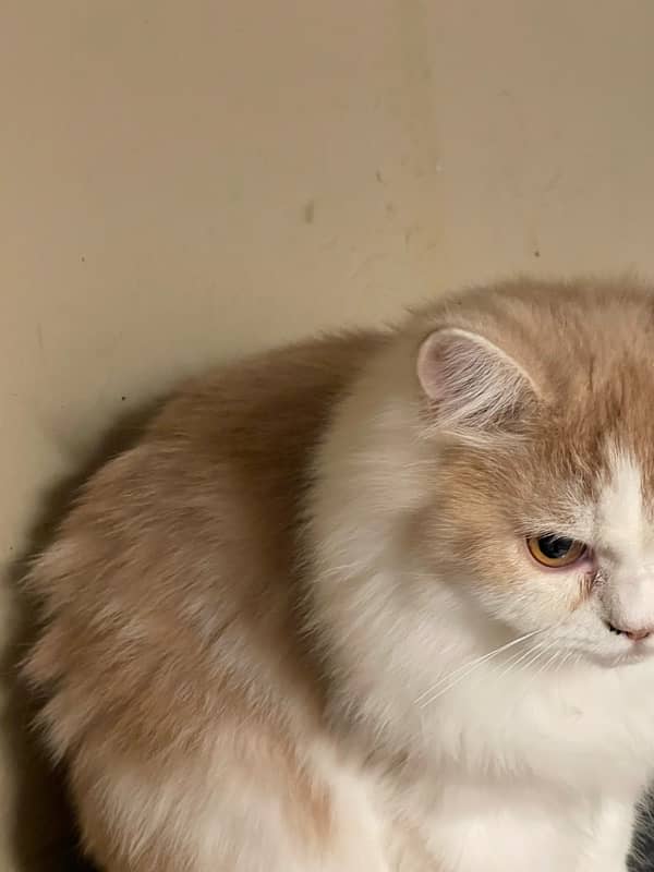 PURE PERSIAN CAT 6 months old 1