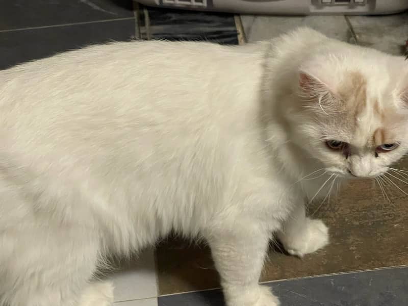 PURE PERSIAN CAT 6 months old 2