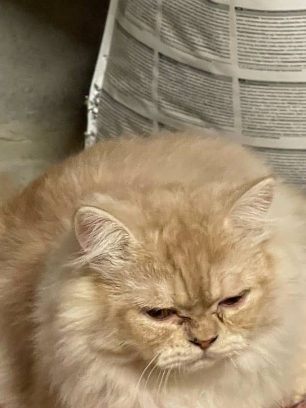 PURE PERSIAN CAT 6 months old 3