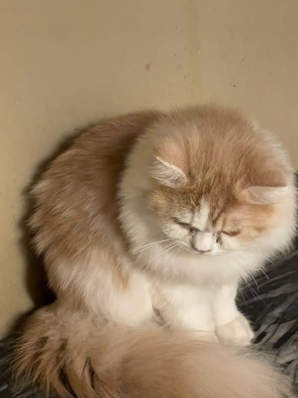 PURE PERSIAN CAT 6 months old 4