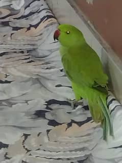 Green parrot kid