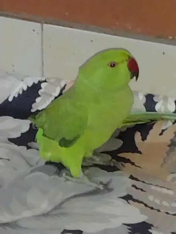 Green parrot kid 1