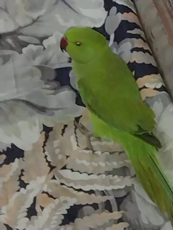 Green parrot kid 2