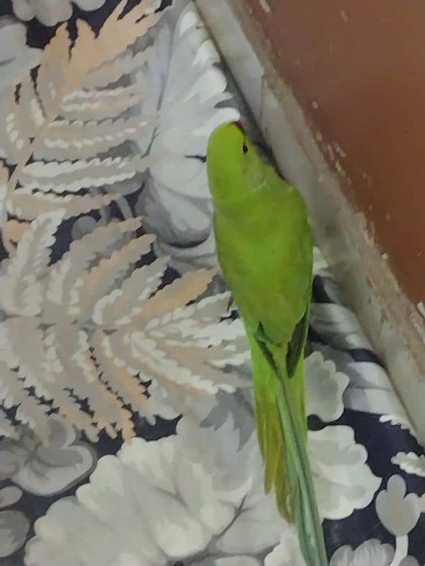 Green parrot kid 3