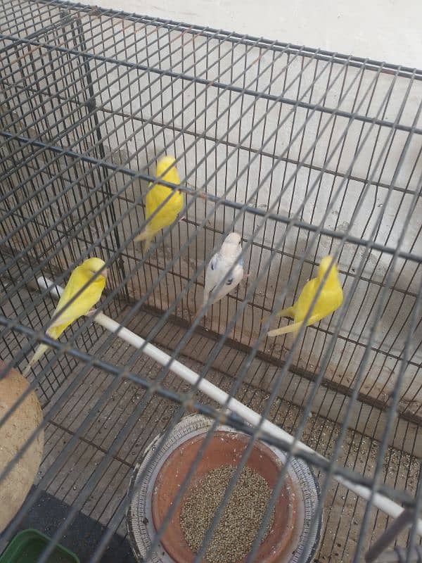 parrots with cage 1