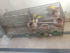 parrots with cage 0