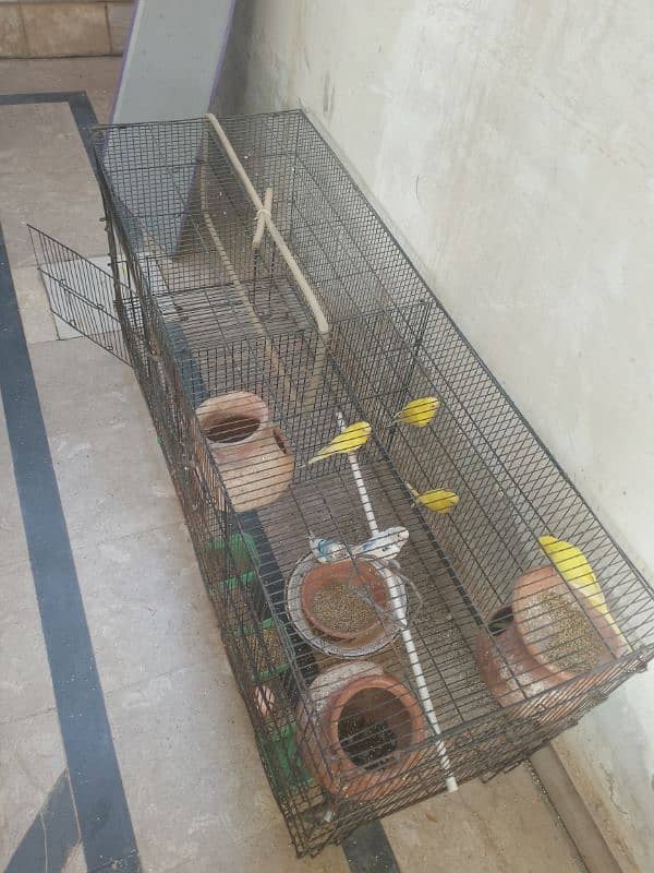 parrots with cage 3