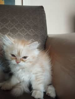 PERSIAN KITTENS FOR SALE IN KARACHI !!! 0