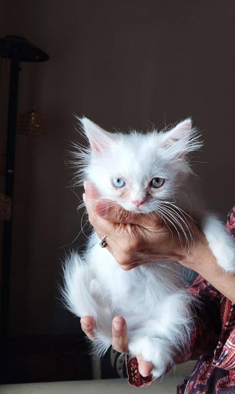 PERSIAN KITTENS FOR SALE IN KARACHI !!! 2