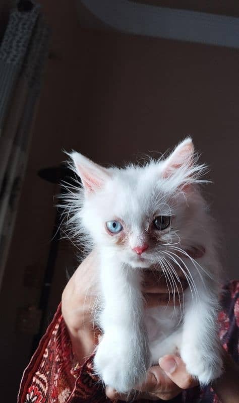 PERSIAN KITTENS FOR SALE IN KARACHI !!! 3