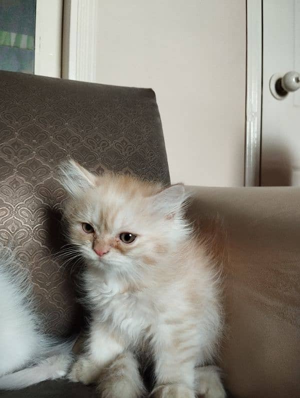 PERSIAN KITTENS FOR SALE IN KARACHI !!! 4