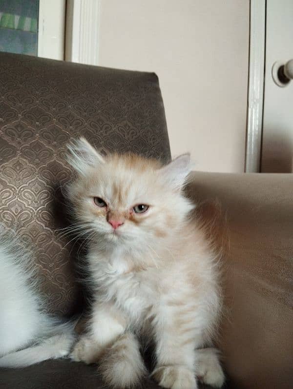 PERSIAN KITTENS FOR SALE IN KARACHI !!! 5