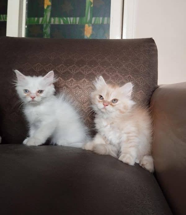 PERSIAN KITTENS FOR SALE IN KARACHI !!! 6