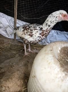 Hen