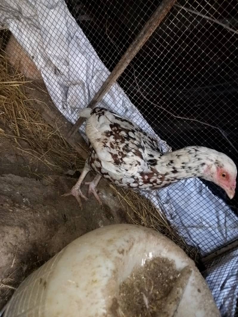 Hen available for sale 1