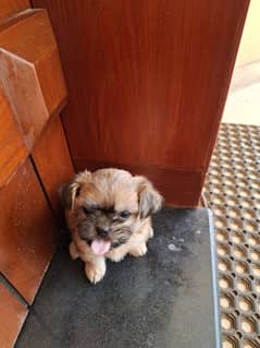 shih tzu puppies / Puppies / shitzu puppy / Dog for sale / shihtzu