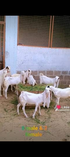 GULABI BAKRA BAKRI KIDS