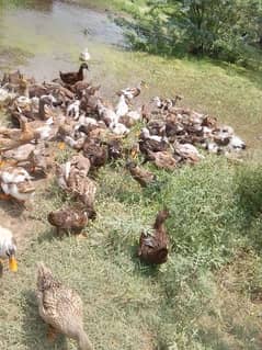 dasi ducks 0