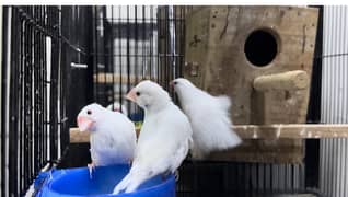 Exchange White silver java breeder with crested dove cocktail gouldian