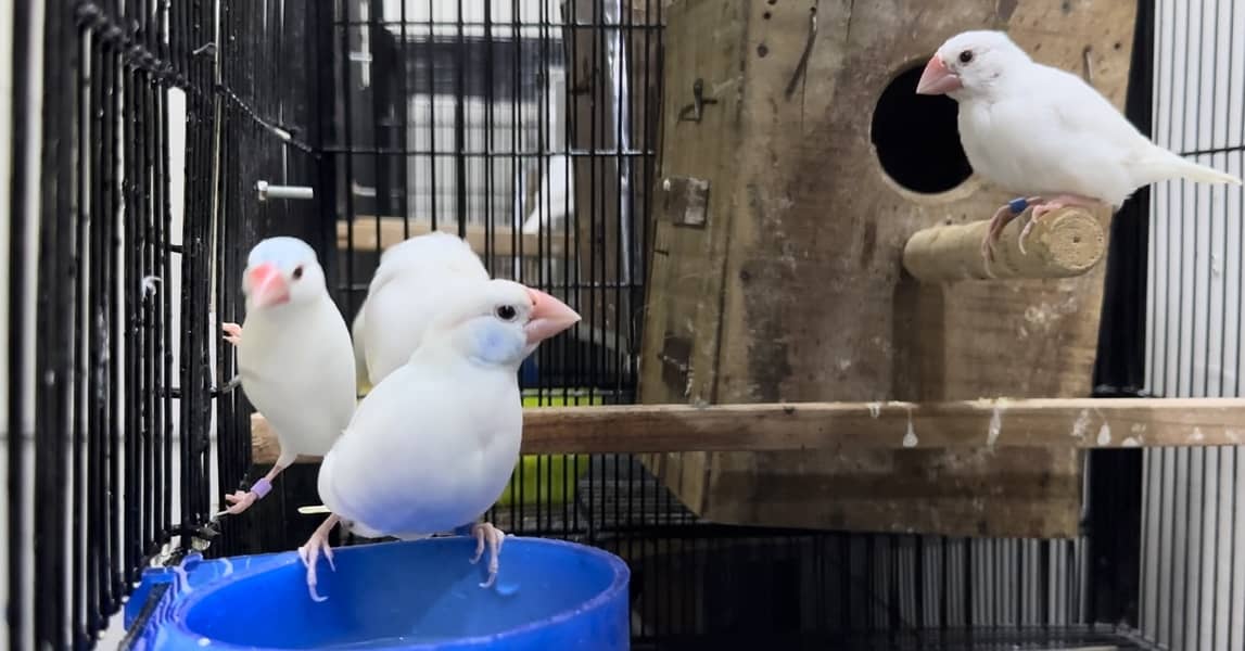 Exchange White silver java breeder with crested dove cocktail gouldian 1