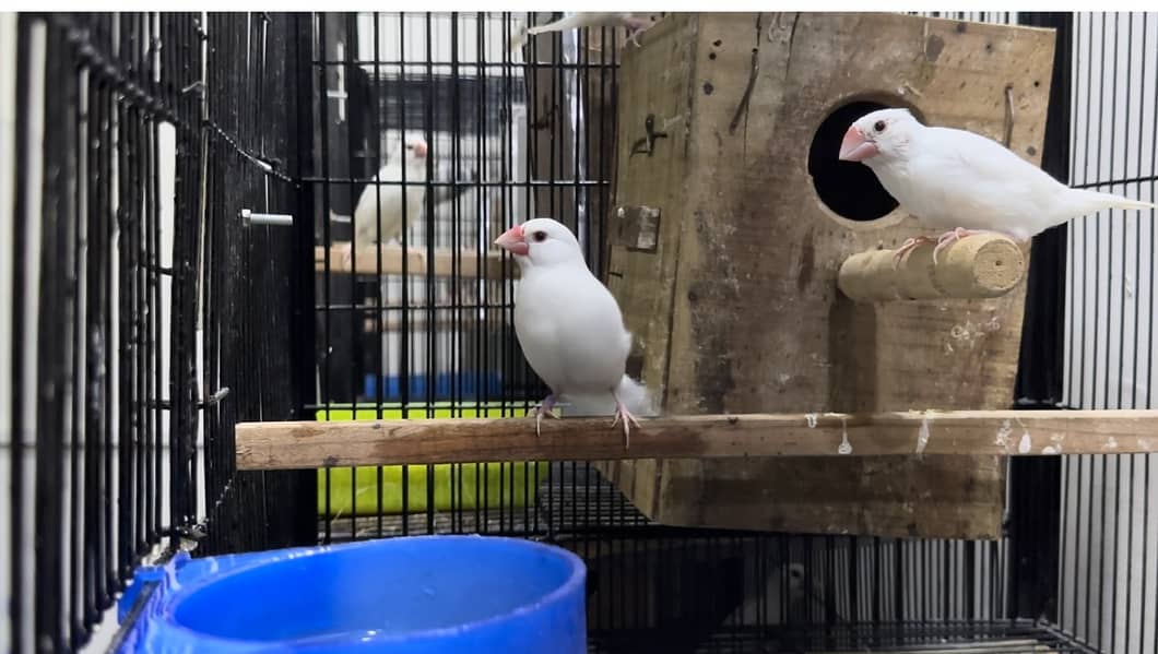 Exchange White silver java breeder with crested dove cocktail gouldian 3