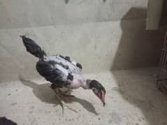 Aseel Mushka Chicks for sell