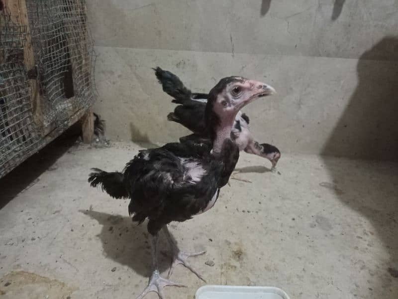 Aseel Mushka Chicks for sell 1