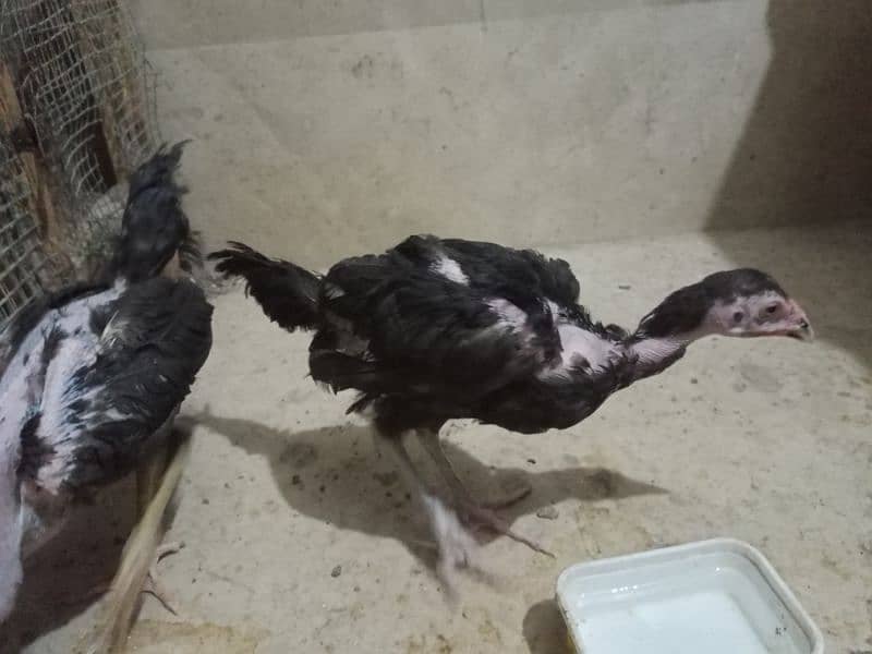 Aseel Mushka Chicks for sell 2