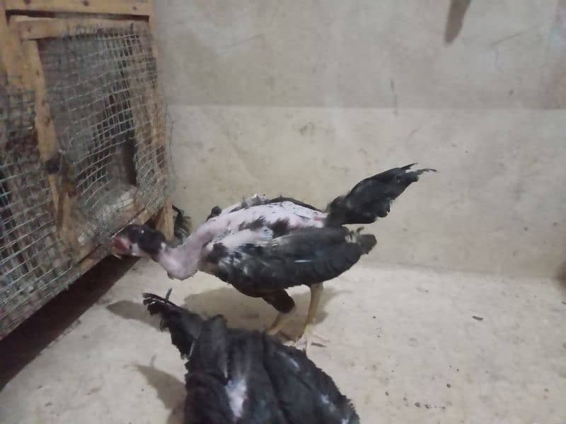 Aseel Mushka Chicks for sell 3