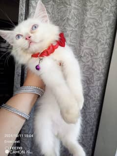 Persian male kitten looking for a forever home. . .