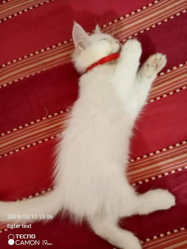 Persian male kitten looking for a forever home. . . 1