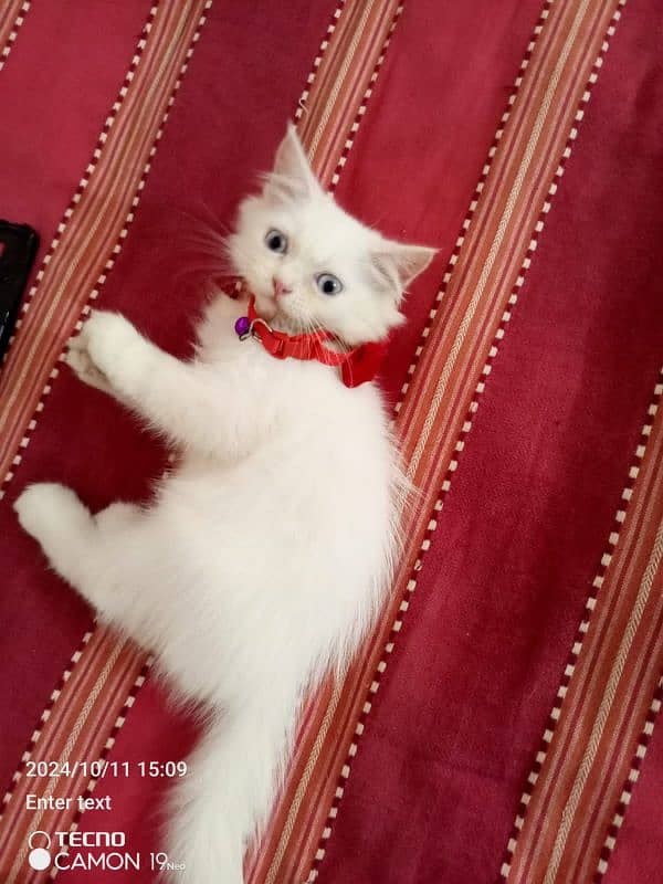 Persian male kitten looking for a forever home. . . 3