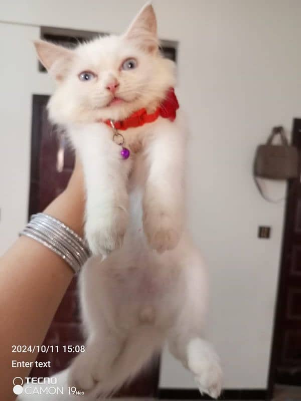 Persian male kitten looking for a forever home. . . 4