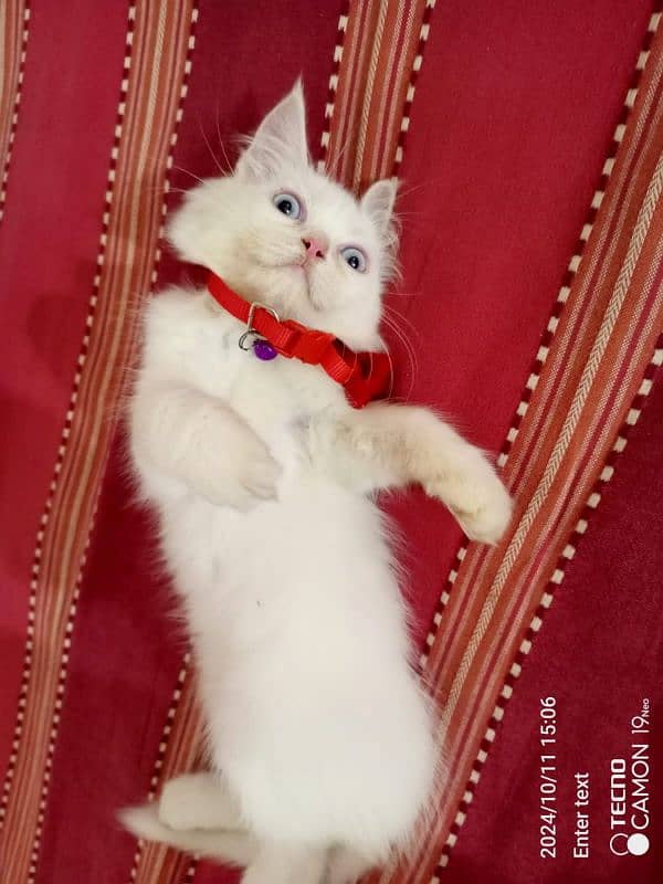 Persian male kitten looking for a forever home. . . 8