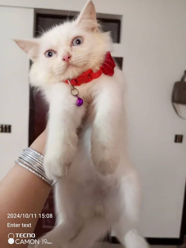 Persian male kitten looking for a forever home. . . 10