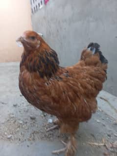 golden barhama female