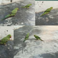 parrot pair