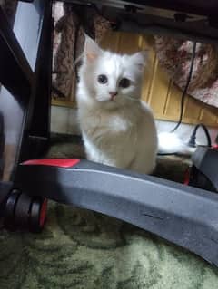 Persian kittens for sale