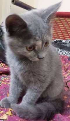 silver kitten