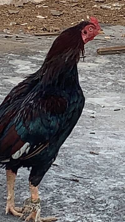 Aseel Murga age Ek sall