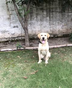 British Labrador