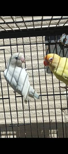 love birds