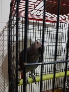 Grey Parrot