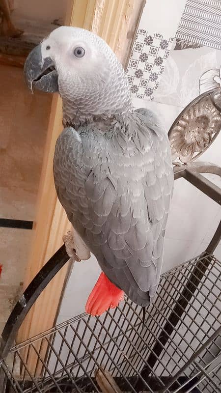 grey parrot age 8 month hand tape 0