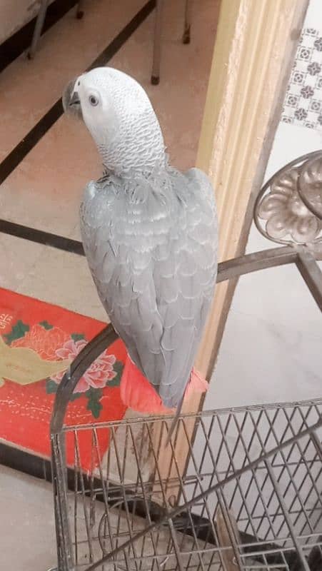 grey parrot age 8 month hand tape 1