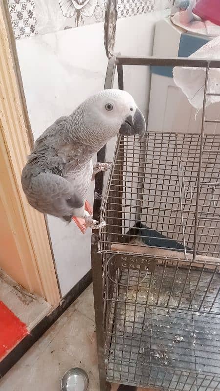 grey parrot age 8 month hand tape 2