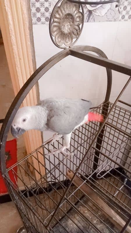 grey parrot age 8 month hand tape 3