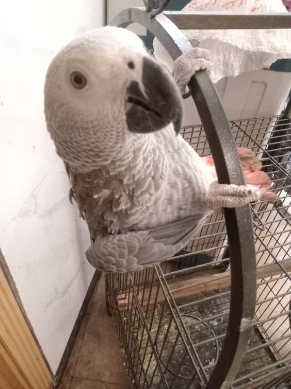 grey parrot age 8 month hand tape 4