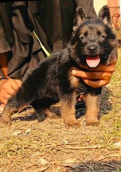 German shepherd puppy 03258925354 only WhatsApp